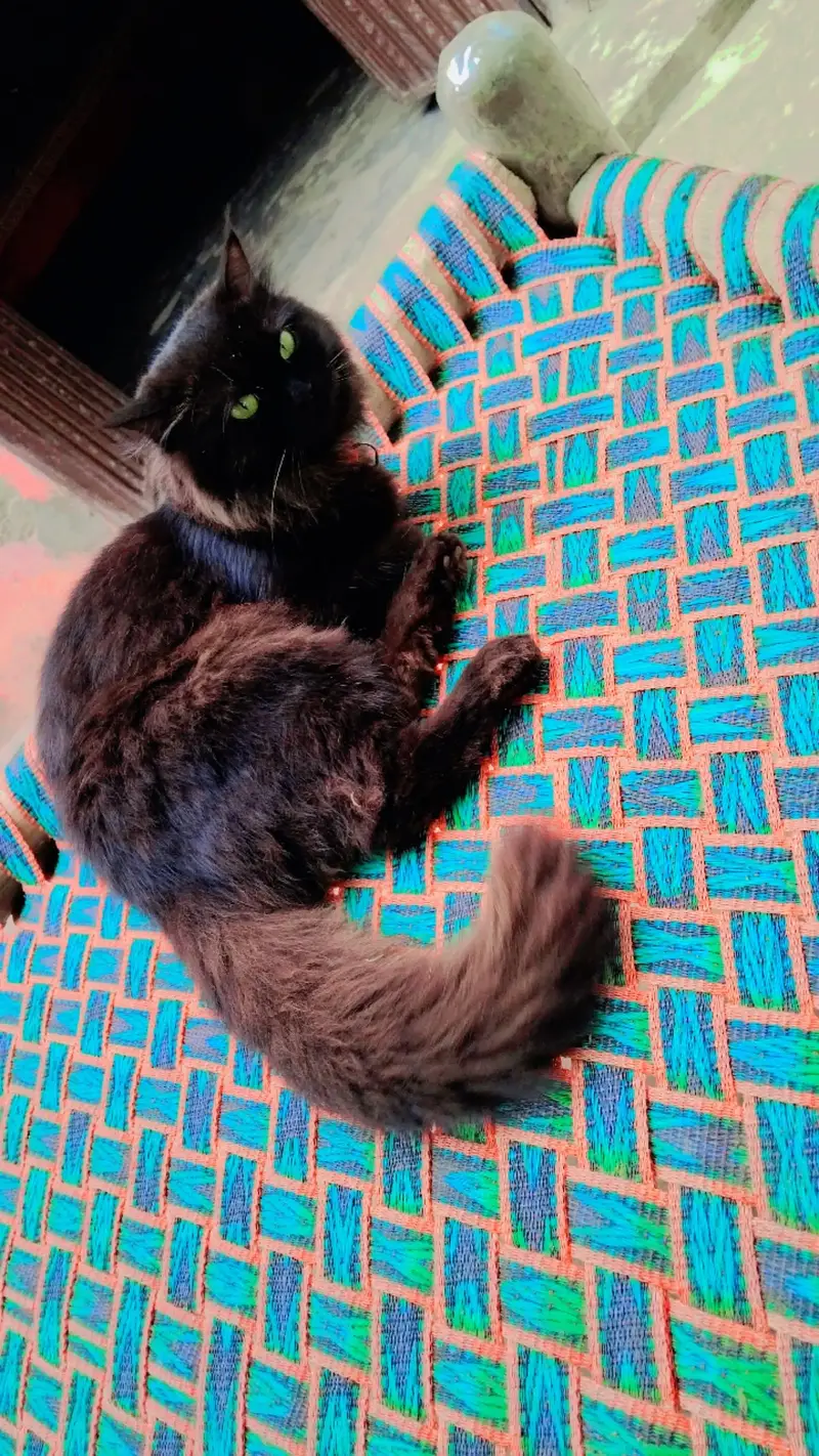 beautiful black persian cat — photo 2