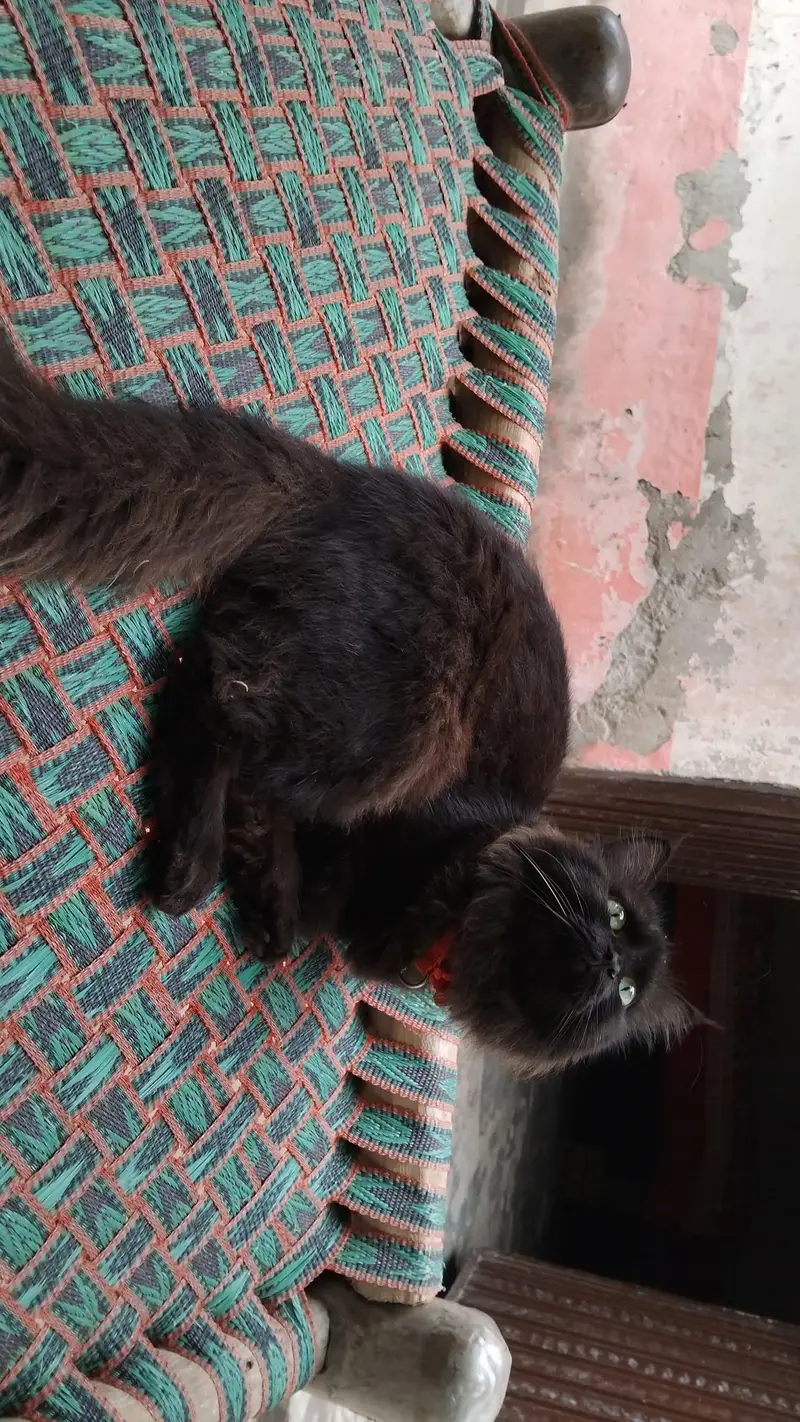 beautiful black persian cat — photo 3
