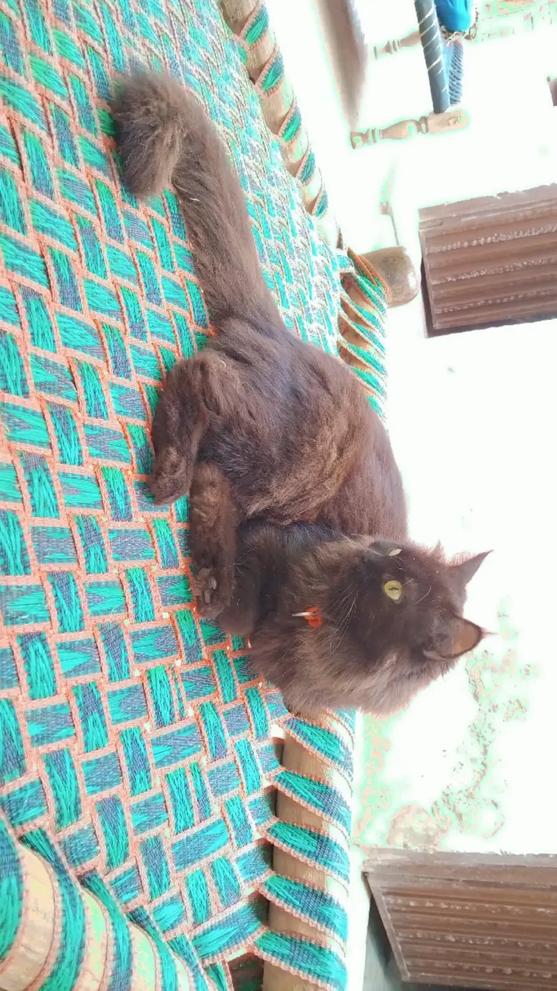 beautiful black persian cat — photo 4
