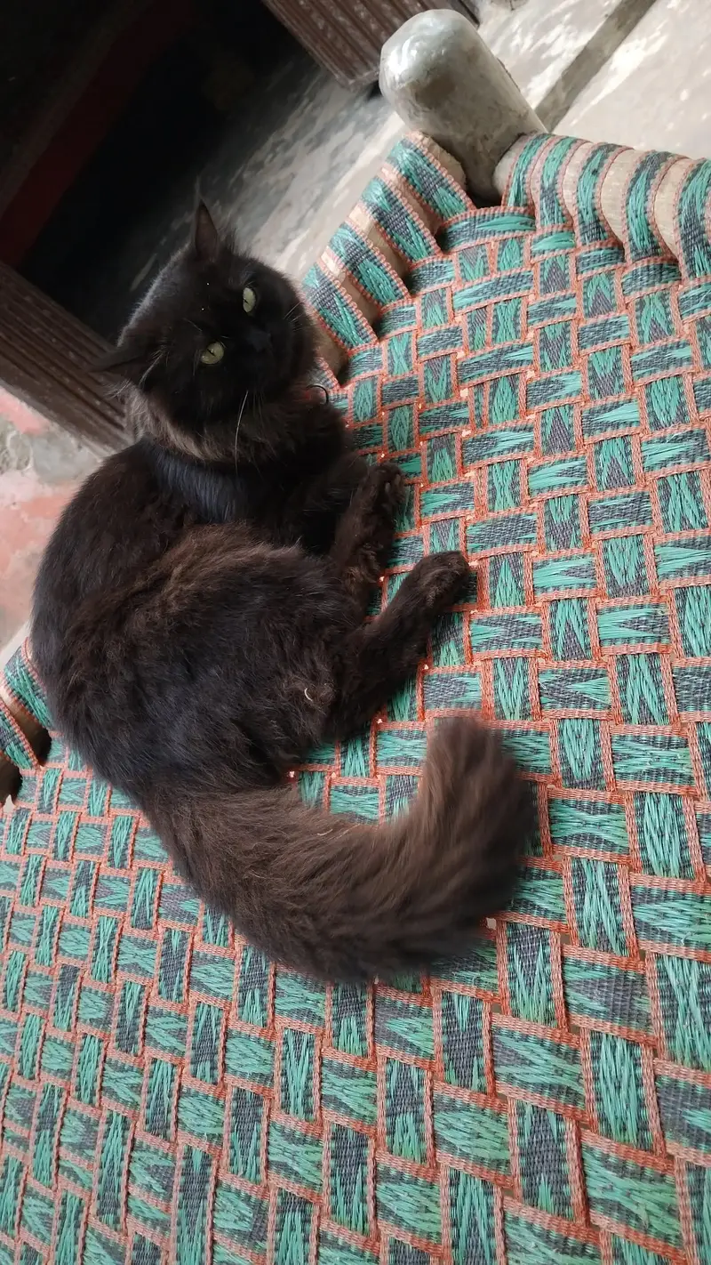 beautiful black persian cat — photo 5