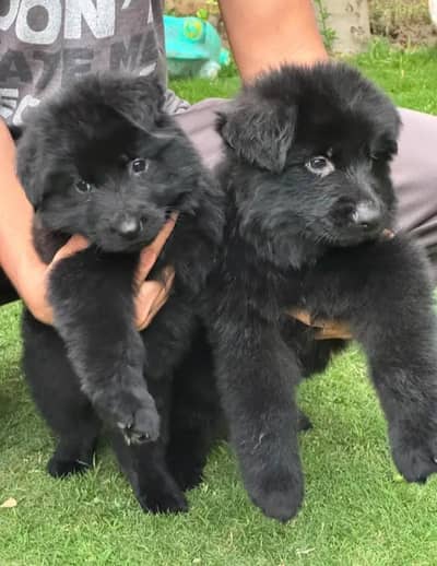 topline show high class quality black gsd long coat pair for sale
