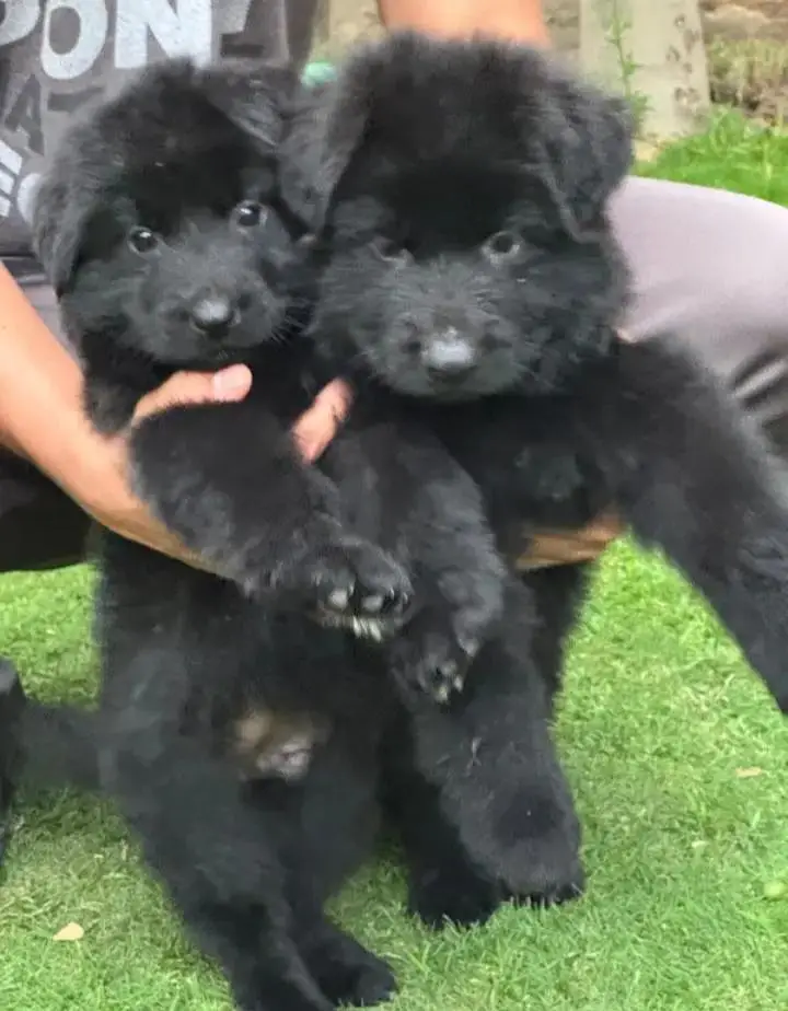 topline show high class quality black gsd long coat pair for sale — photo 2