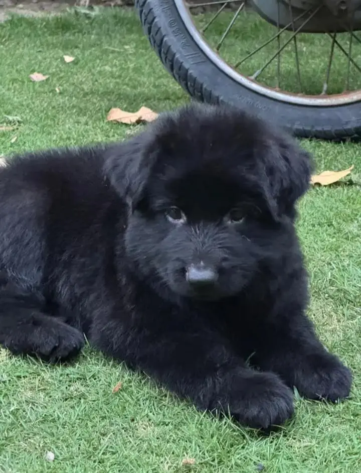 topline show high class quality black gsd long coat pair for sale — photo 3