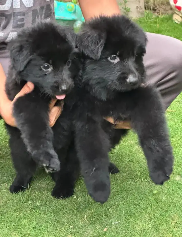 topline show high class quality black gsd long coat pair for sale — photo 4