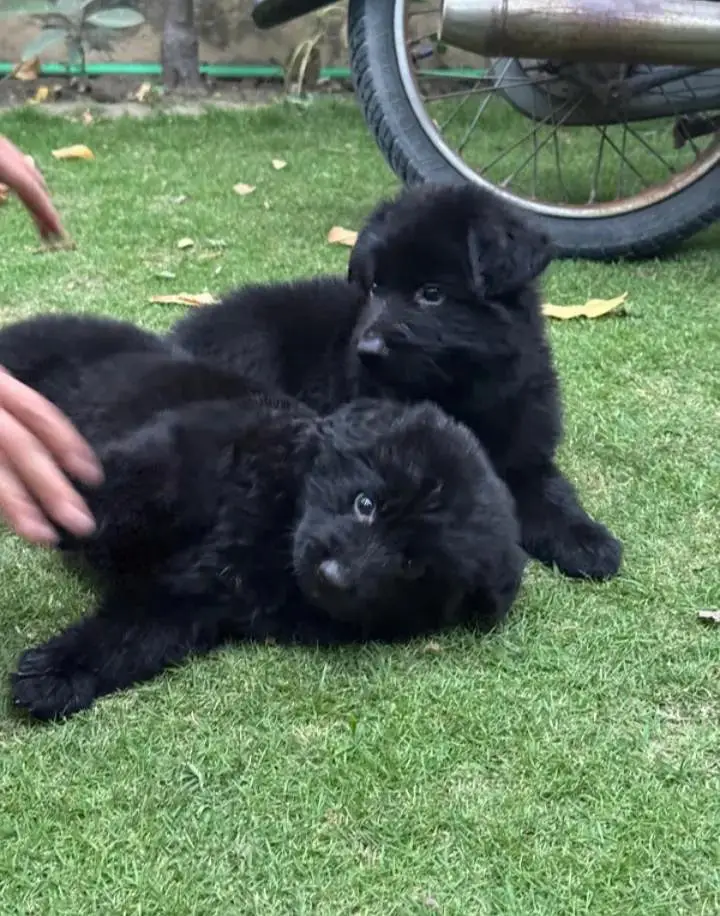 topline show high class quality black gsd long coat pair for sale — photo 5