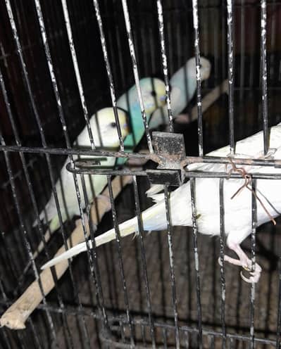 Rainbow Australian budgies