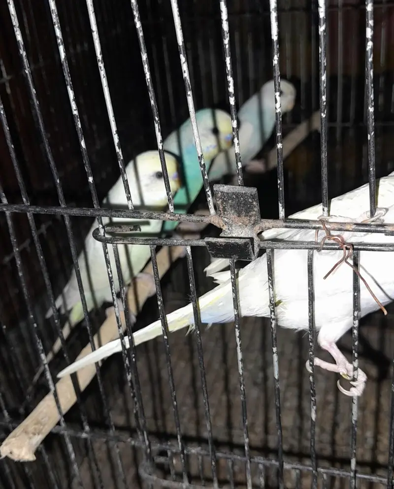 Rainbow Australian budgies — photo 3