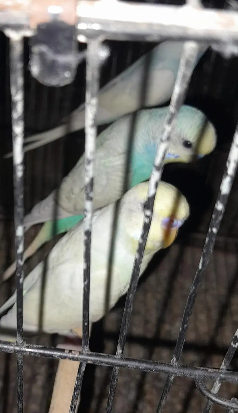 Rainbow Australian budgies — photo 4