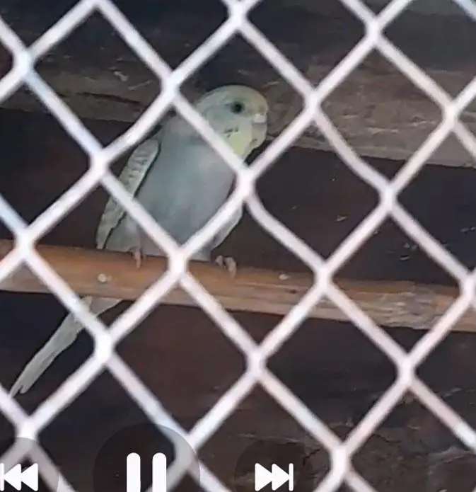 Rainbow Australian budgies — photo 6