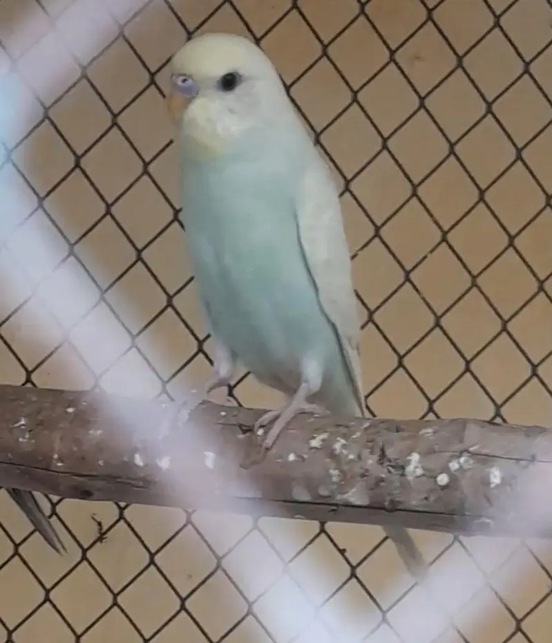 Rainbow Australian budgies — photo 7