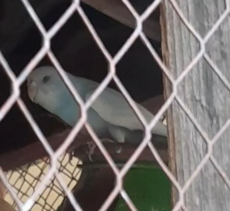 Rainbow Australian budgies — photo 8