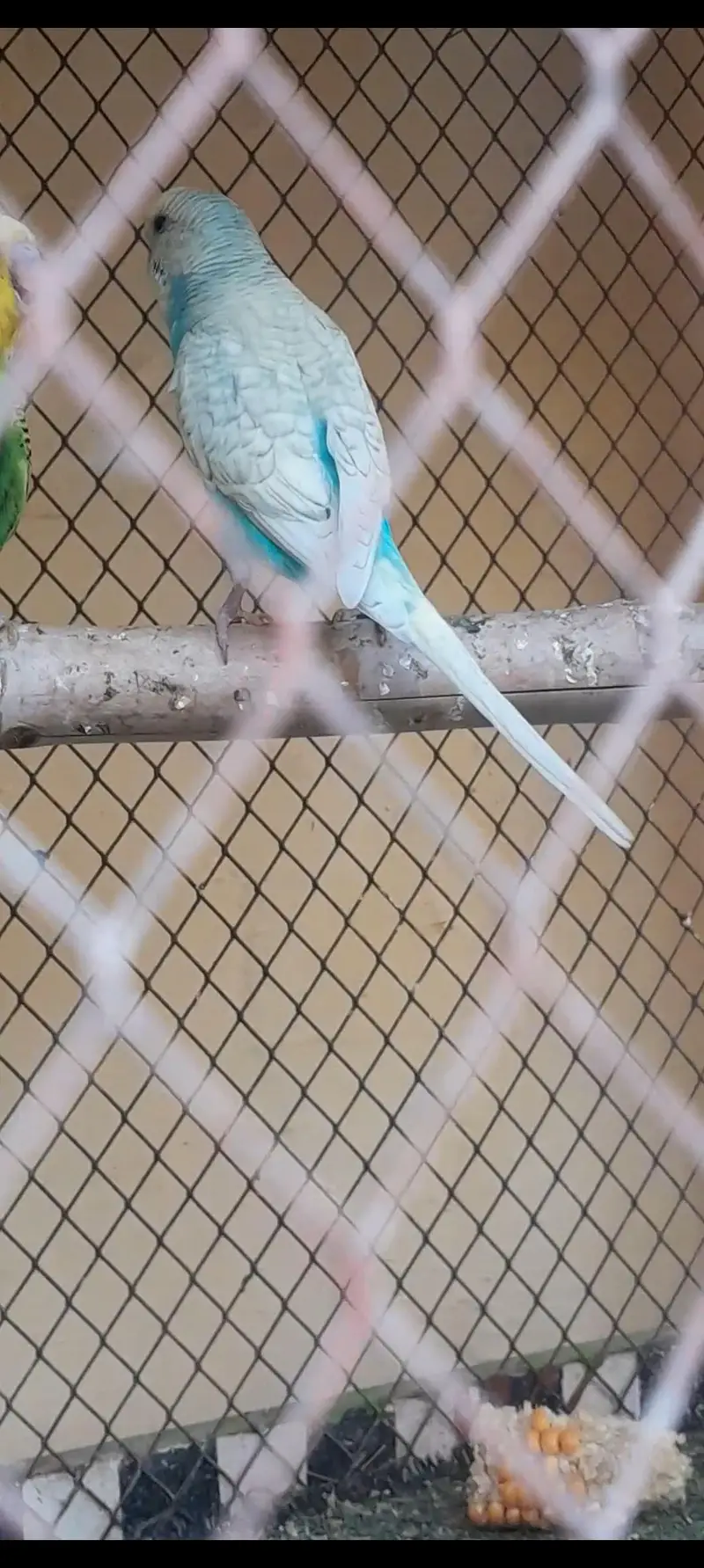 Rainbow Australian budgies — photo 9