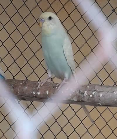 Rainbow Australian budgies