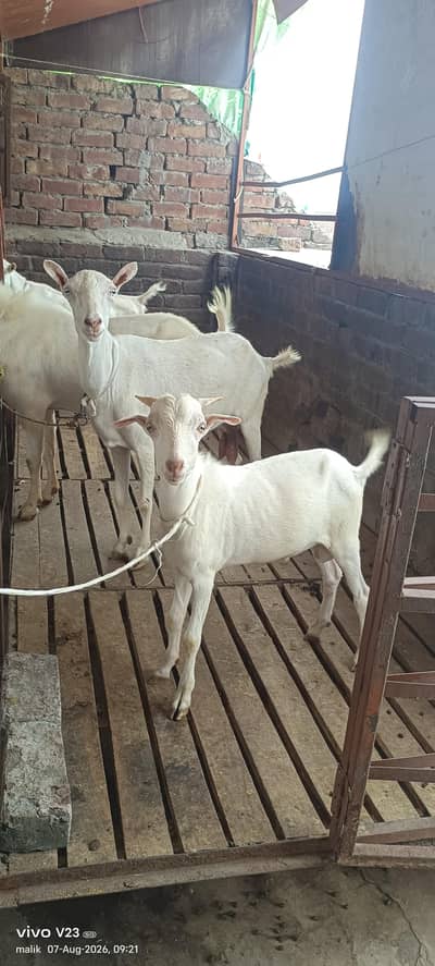 Teddy goat with male baby