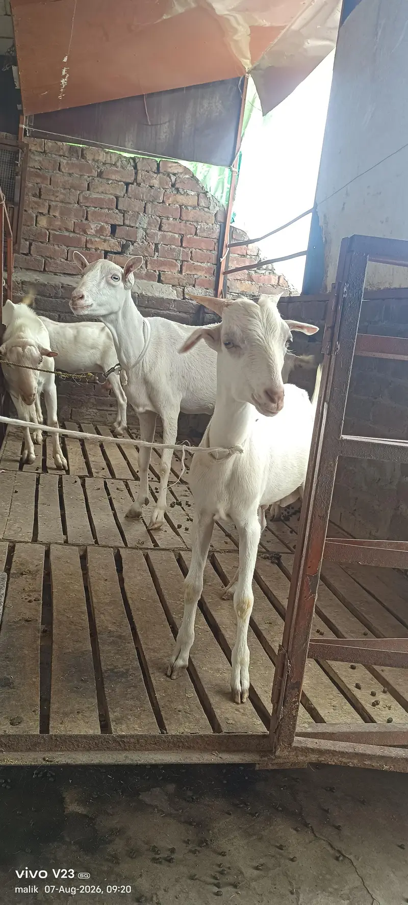 Teddy goat with male baby — photo 2