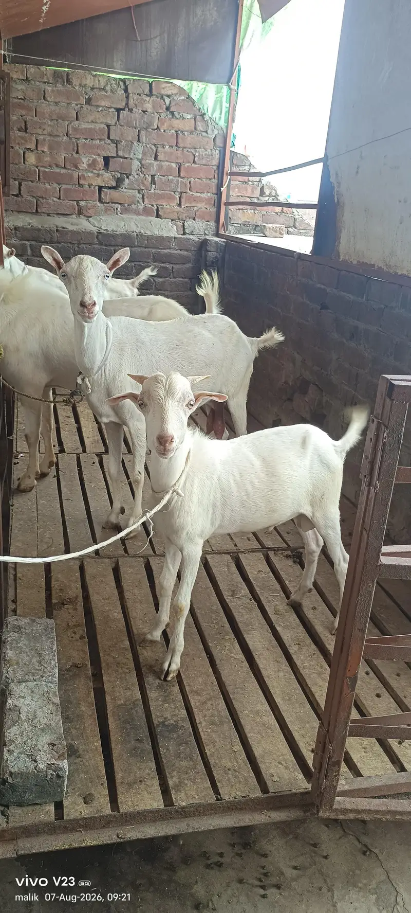 Teddy goat with male baby — photo 3