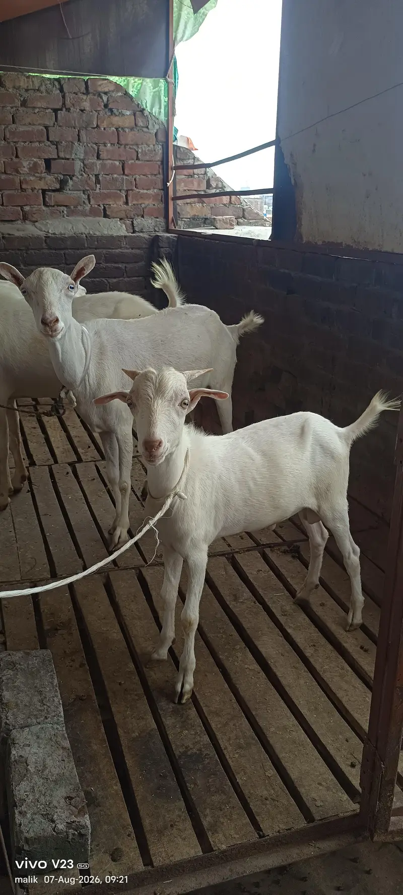 Teddy goat with male baby — photo 4