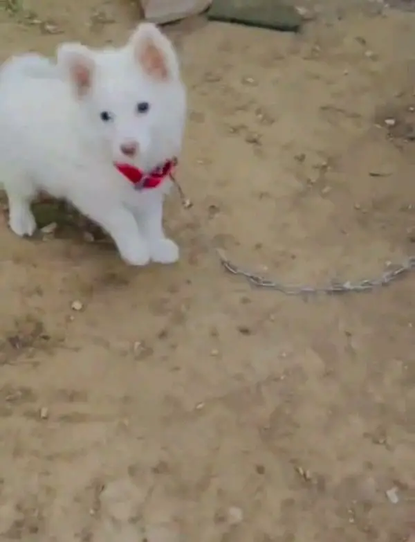 Russian male and female puppies dog for sale — photo 2