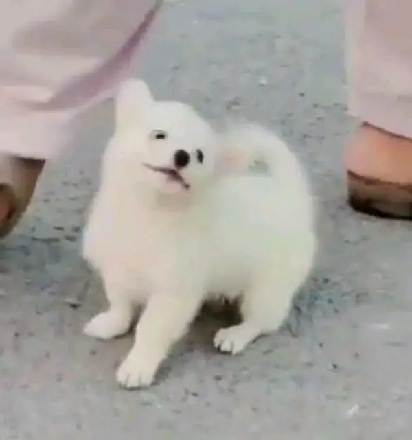 Russian male and female puppies dog for sale — photo 4