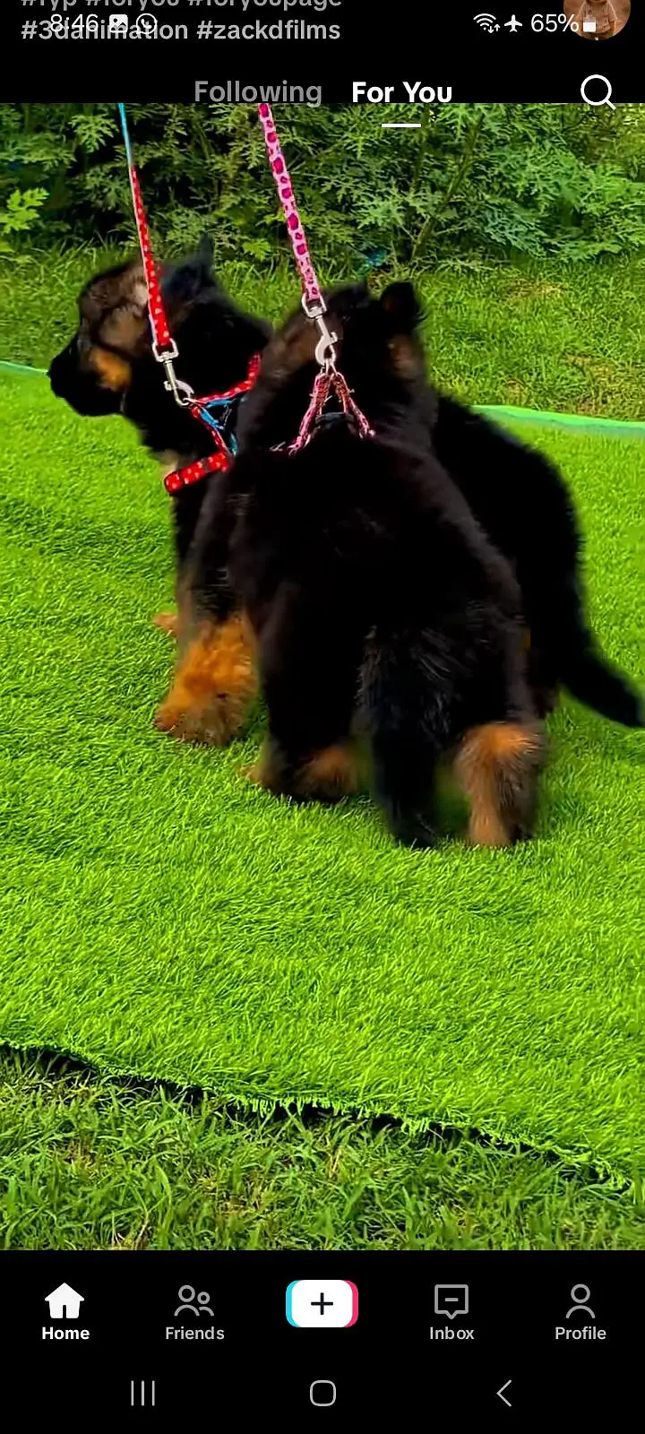 German Shepherd puppies long cot for sale my WhatsApp. 03493731440 — photo 3