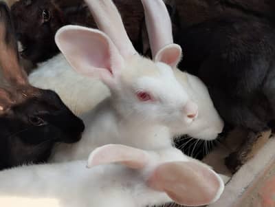 Rabbits for sale