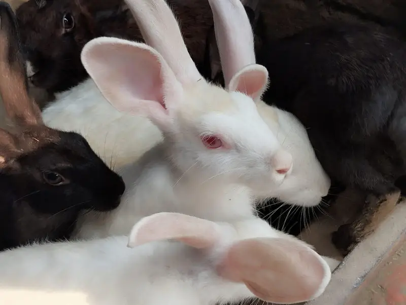 Rabbits for sale