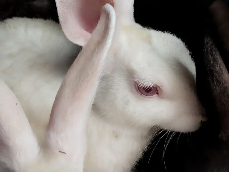 Rabbits for sale — photo 2