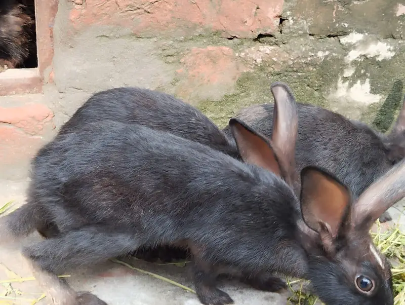 Rabbits for sale — photo 3