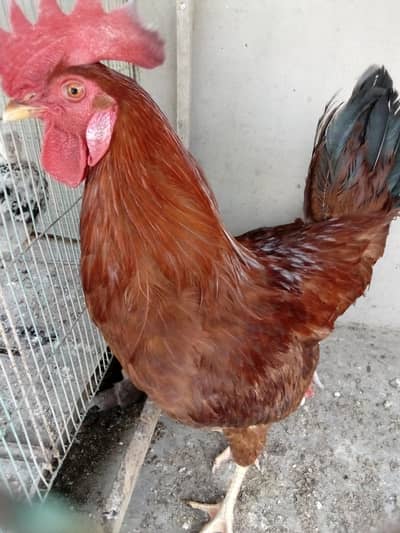 Golden MISRI
