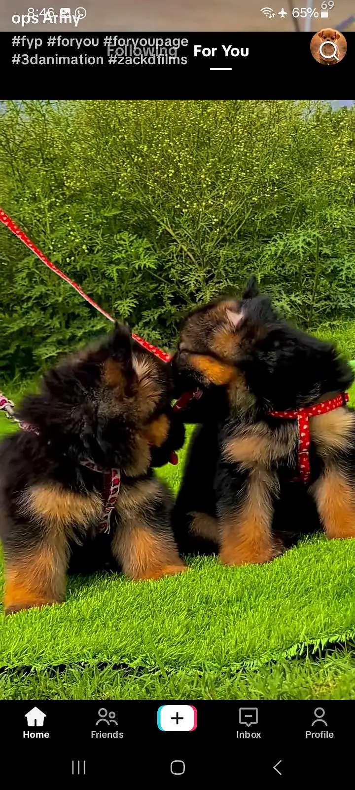 German Shepherd puppies long cot for sale my WhatsApp. 03493731440