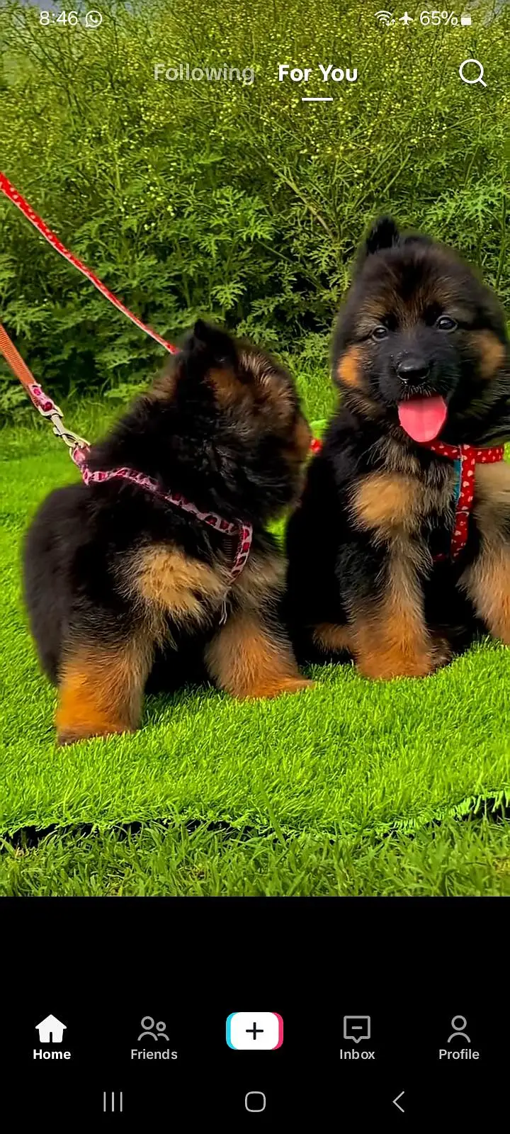 German Shepherd puppies long cot for sale my WhatsApp. 03493731440 — photo 2