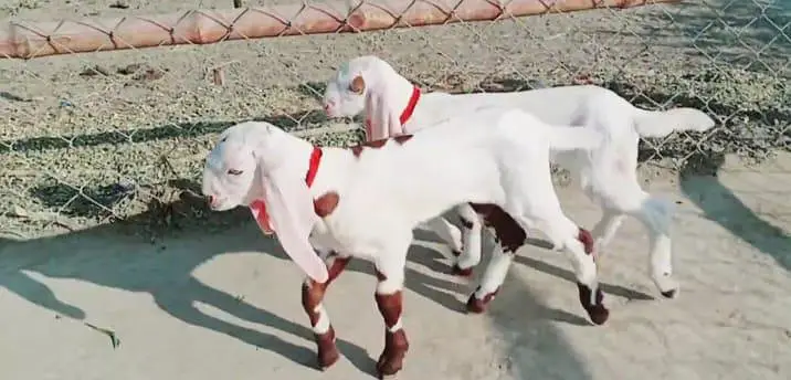 2 bacchon wale bakri for sale call me+03371482889 — photo 2