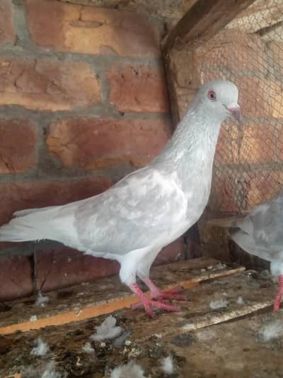 1 slaty pair and. 1Taswer wala pair and tow kalay zak male