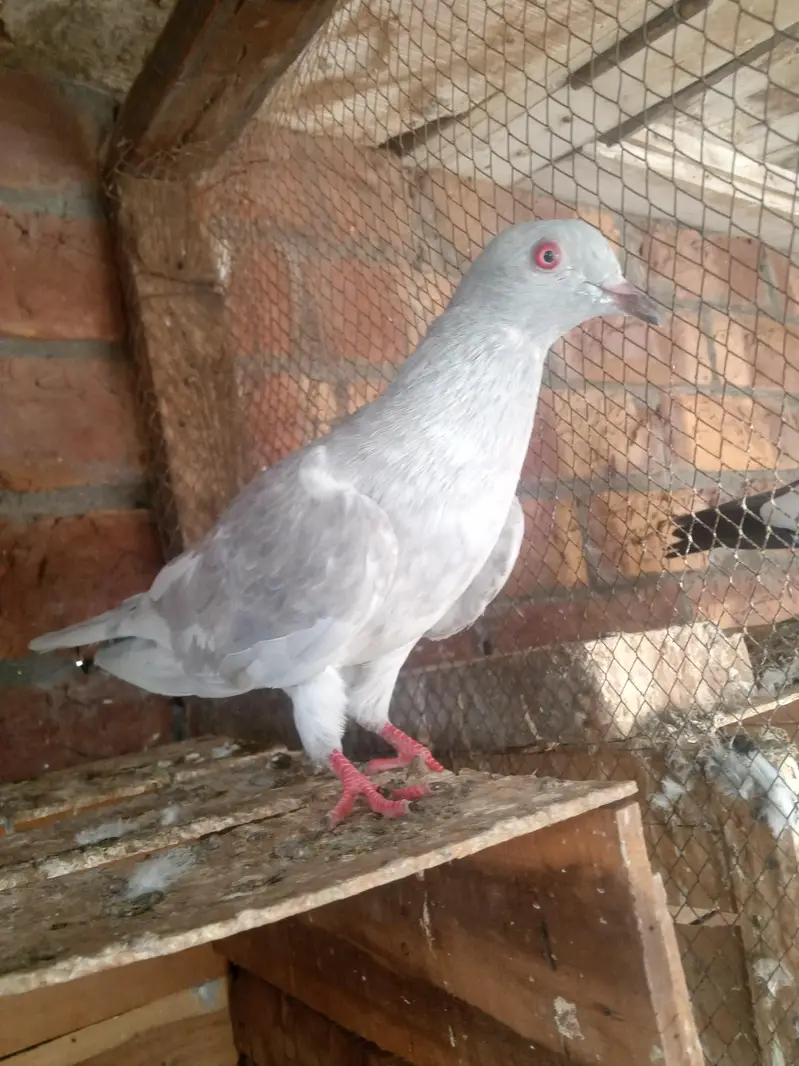 1 slaty pair and. 1Taswer wala pair and tow kalay zak male — photo 2