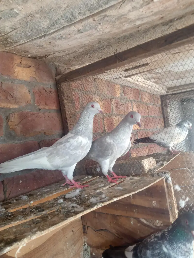 1 slaty pair and. 1Taswer wala pair and tow kalay zak male — photo 3