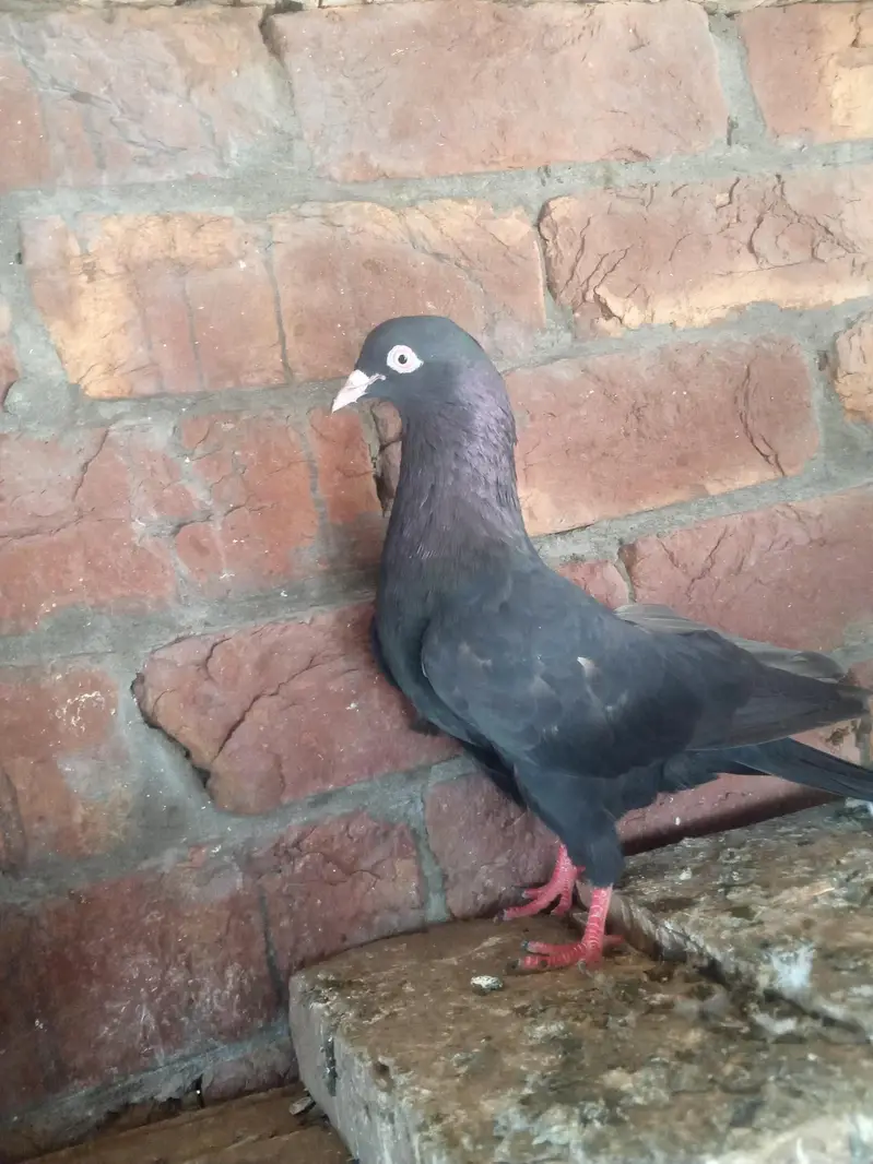 1 slaty pair and. 1Taswer wala pair and tow kalay zak male — photo 4