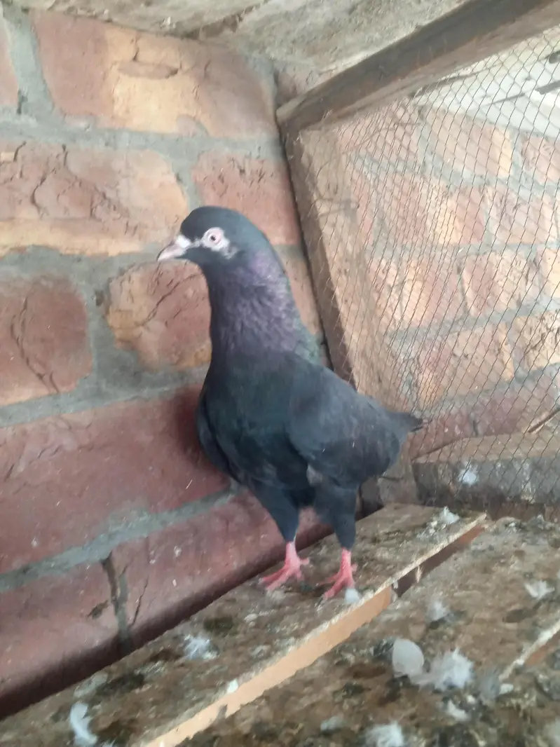 1 slaty pair and. 1Taswer wala pair and tow kalay zak male — photo 5