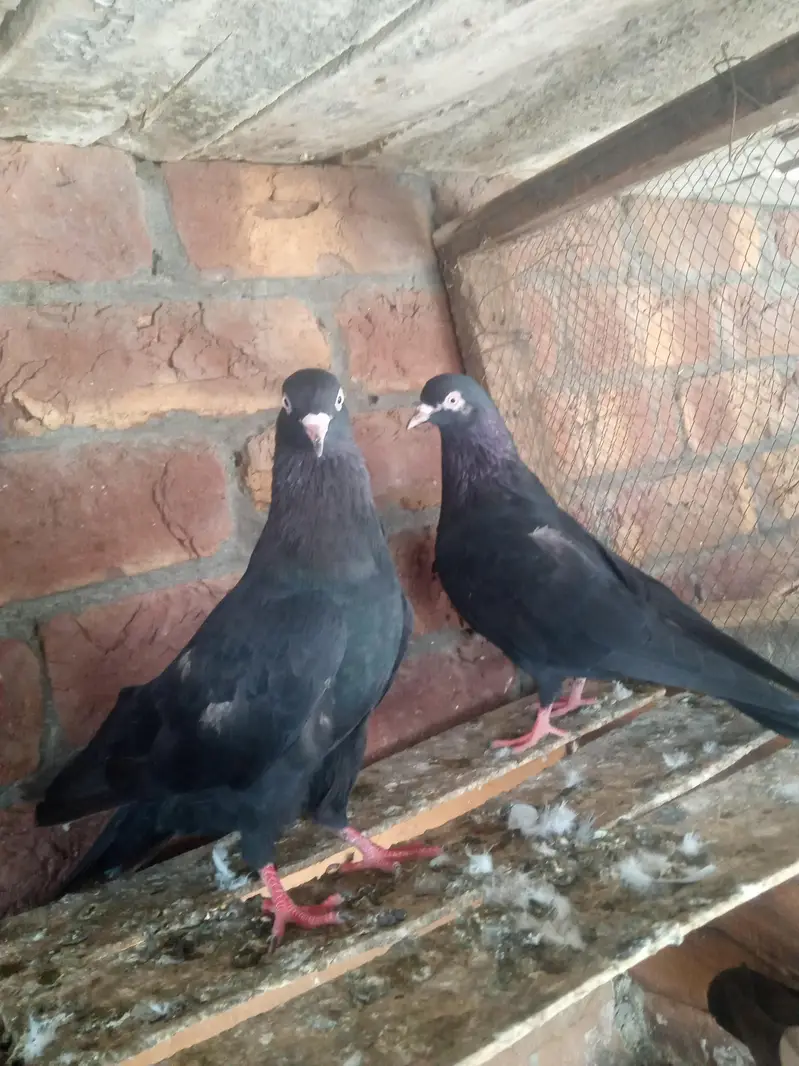 1 slaty pair and. 1Taswer wala pair and tow kalay zak male — photo 6