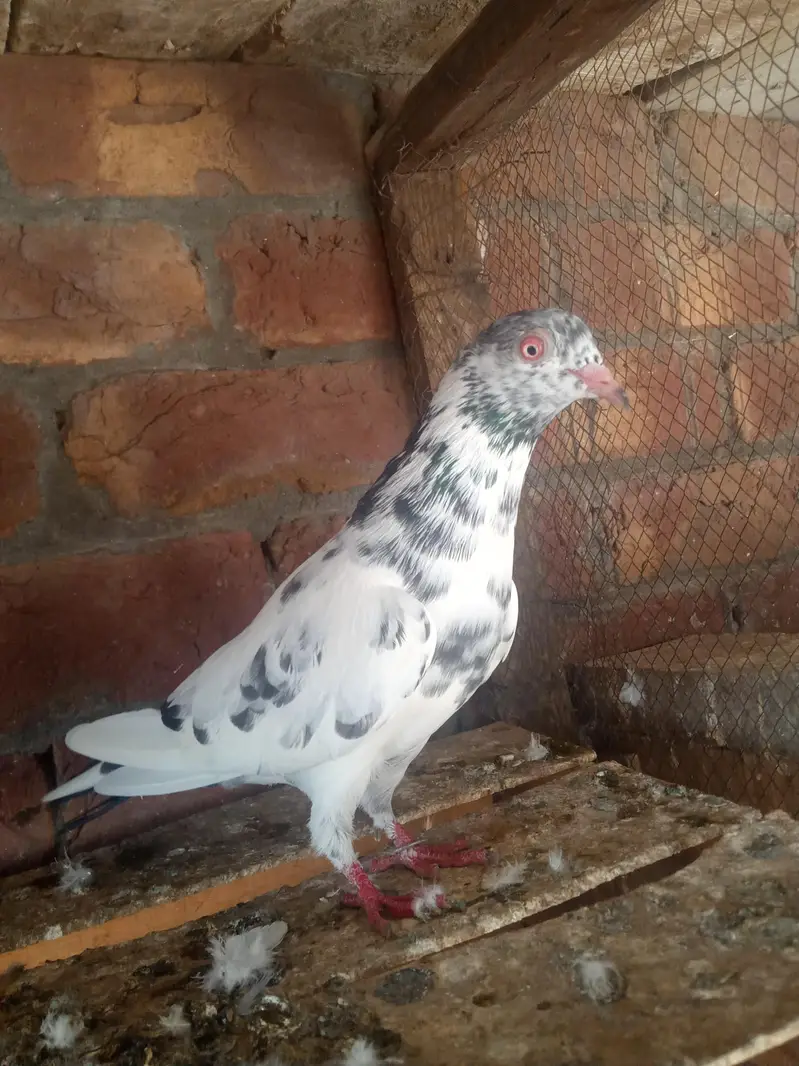 1 slaty pair and. 1Taswer wala pair and tow kalay zak male — photo 7