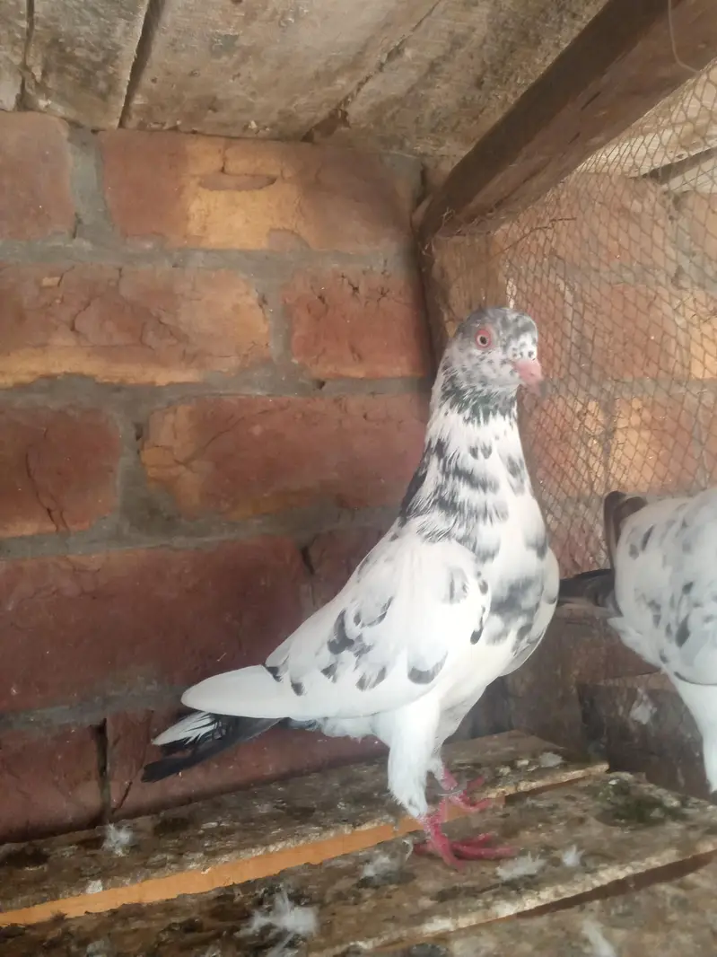 1 slaty pair and. 1Taswer wala pair and tow kalay zak male — photo 9