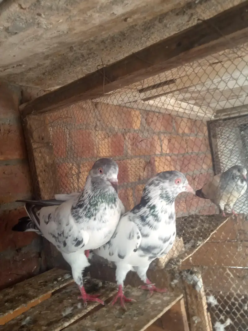1 slaty pair and. 1Taswer wala pair and tow kalay zak male — photo 10