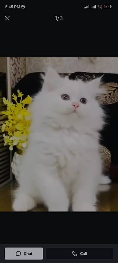 Persian kitten triple Qout. for. . sale my WhatsApp03493731440