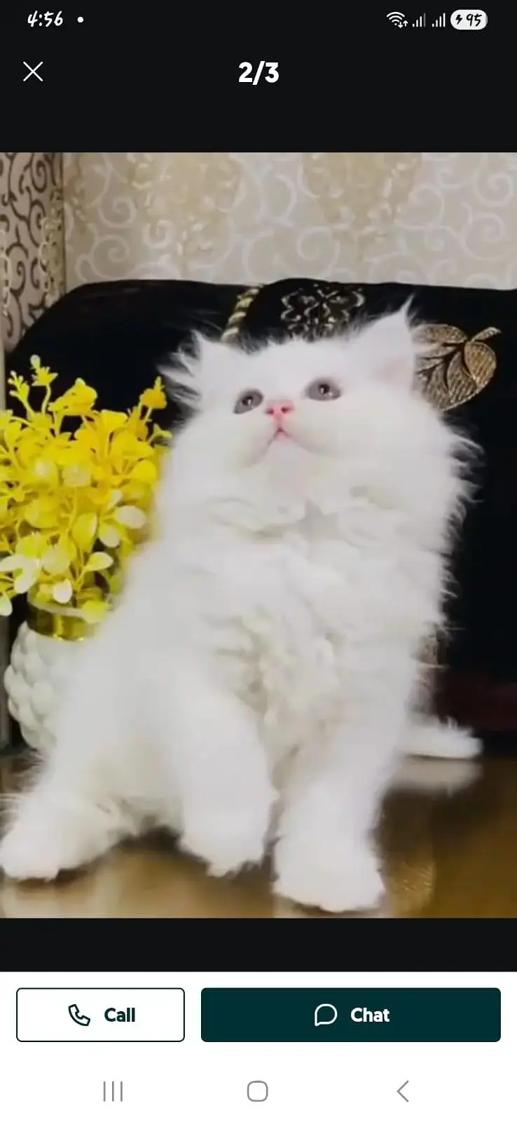 Persian kitten triple Qout. for. . sale my WhatsApp03493731440 — photo 2