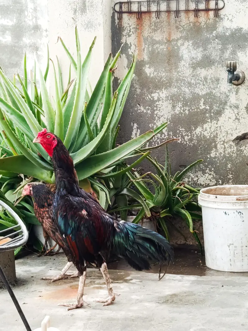 Aseel Murgha for sale — photo 3