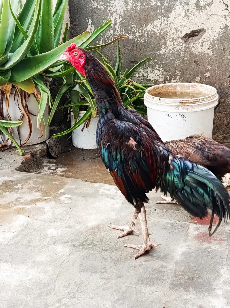 Aseel Murgha for sale — photo 4