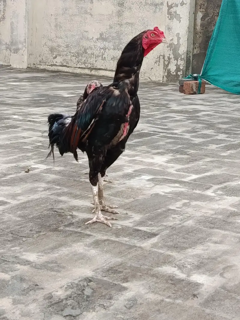 Aseel Murgha for sale — photo 7