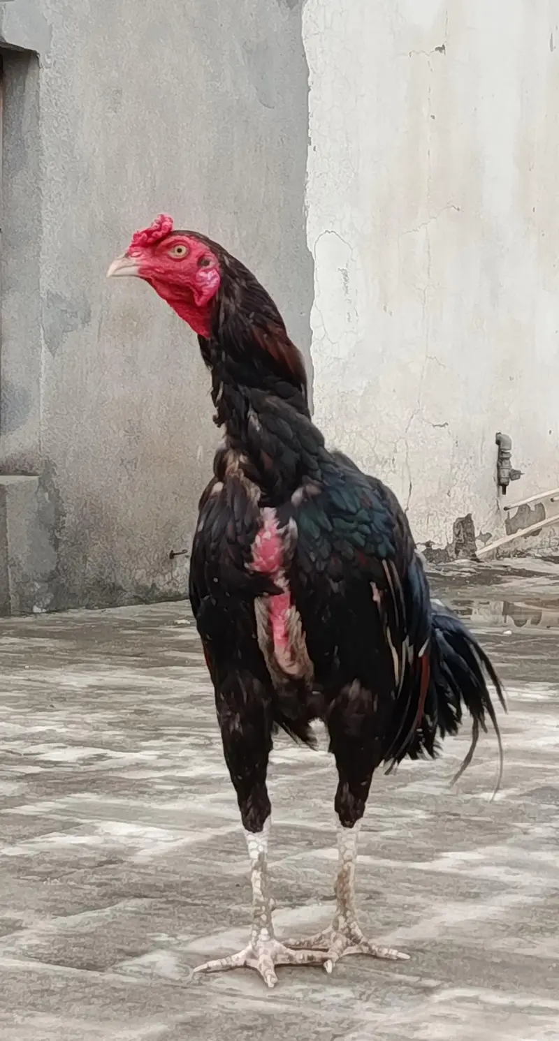 Aseel Murgha for sale — photo 8