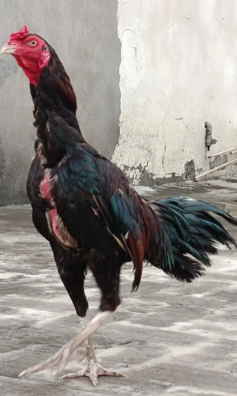 Aseel Murgha for sale — photo 9