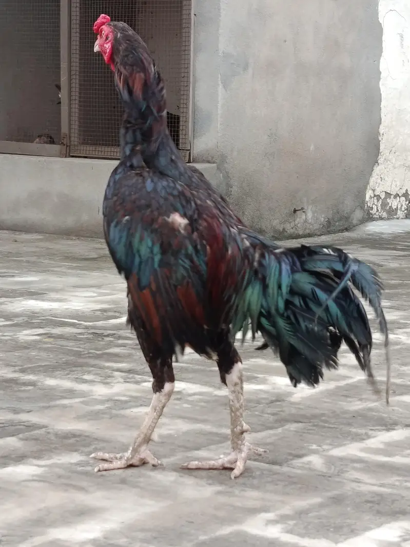 Aseel Murgha for sale — photo 10