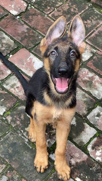Urgent Sale Stock Coat Female Puppy For Sale